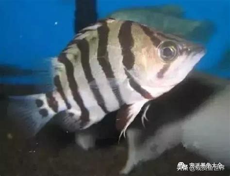 虎邊養魚|比較齊全的虎魚品種圖鑑參考和飼養攻略 